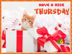 Happy Thursday Funny Sayings | thursday Scraps,thursday Sms,thursday ...
