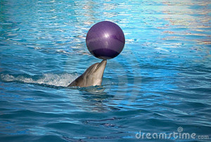 trained dolphin thumb12014193 2013 dolphins in captivity photos