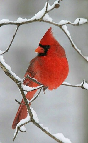 Beautiful Snow Cardinal - My Mother loved cardinals and they remind me ...