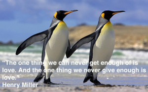 Penguin Love Quotes Wallpaper