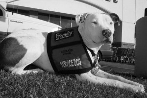 When a Pit Bull is Classified as a Service Animal