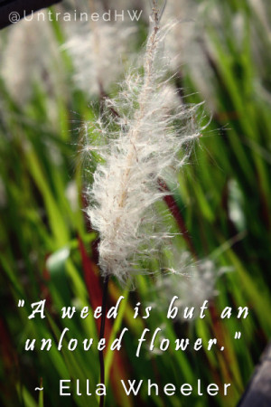 weed is but an unloved flower.” ~ Ella Wheeler Wilcox