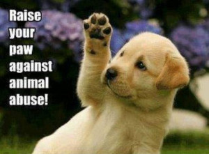 Raise your paw against animal abuse
