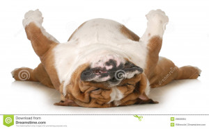 Dog sleeping upside down isolated on white background - english ...