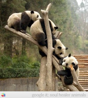 Panda bears, funny playing on the tree