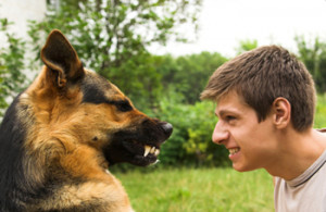 ... Dog Blog | Understanding Dog Bite Behavior or Don't Blame the Dog When