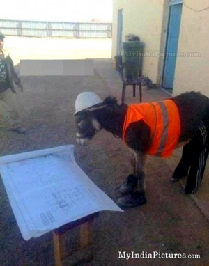 Donkey Contractor Civil Engineer Funny