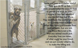 Have you been to a shelter lately? Please GO to a Shelter & ADOPT!!!!