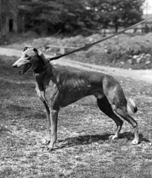 Mick The Miller is the most famous greyhound of all time. He was born ...