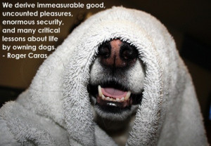 ... .com/we-derive-immeasurable-good-animal-quote/][img] [/img][/url
