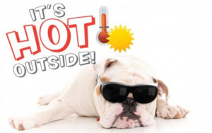 pets hot weather tips pet summer safety tips pet safety