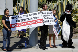 Demonstrators from PETA protest against a killer whale's injury ...