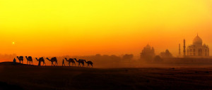 caravan of camels crosses the desert in Agra, India, near the Taj ...