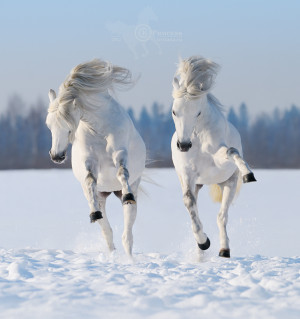 Horse On The Snow Facts And Pictures