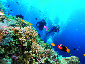 Marine Biology reef 01 JPG