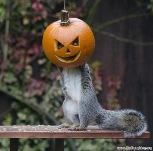 funny animal with scary pumpkin head halloween 2013