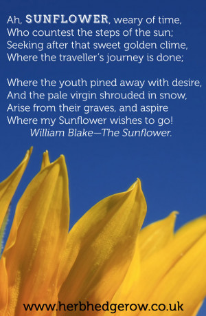 Herbal Quote Sunflower William Blake