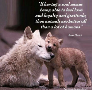 Wolves, with a quote by James Herriot