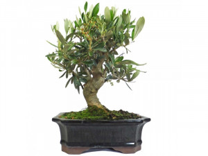 European Olive Bonsai Tree