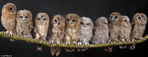 ... and abandoned owls forming a family at St Tiggywinkles animal hospital