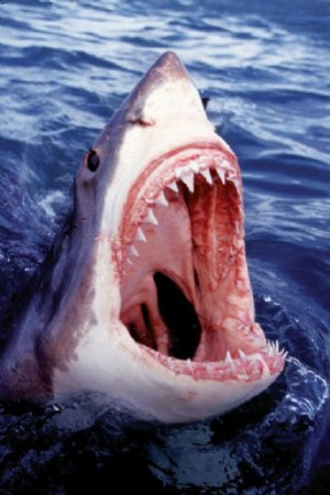 facts about great white sharks