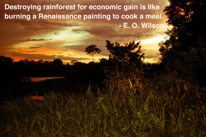 Amazon Rainforest EOWilson Quote