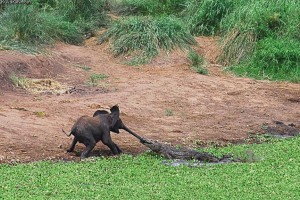 ... .net/images/2010/11/03/baby_elephant_vs_crocodile.jpg_1288770496.jpg