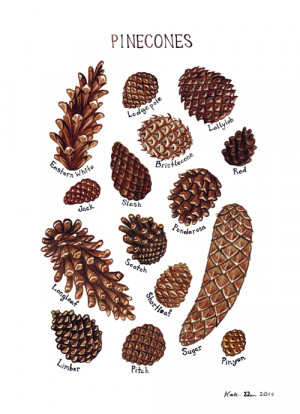 Pine Cone Identification Chart