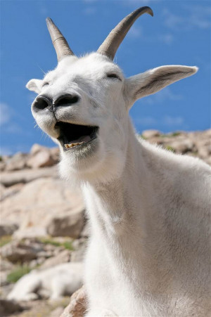 Les drôles de photos des animaux souriants