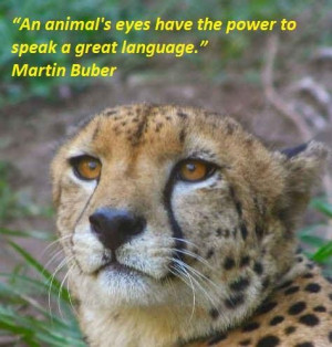 Inspirational Quotes About Animals