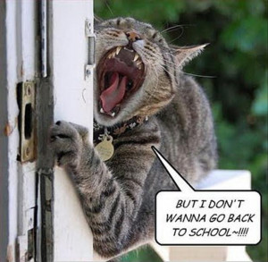 funny cat doesn't want to go back to school