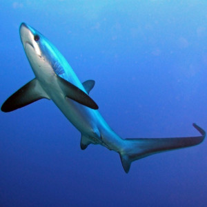 Diving With Thresher Sharks