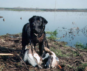 black lab duck hunting dog
