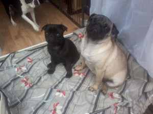 Pugs For Sale Posted Year...