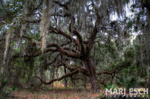 Southern Oak Trees with Moss