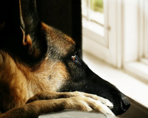 passed away this german shepherd bridges was bathed pictures german