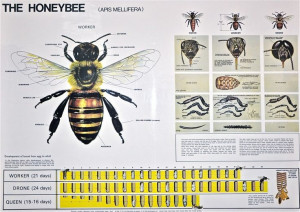 Honey Bee Life Cycle Chart