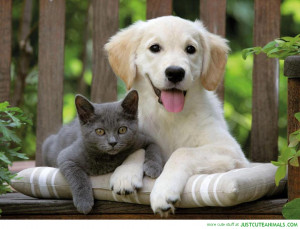 Funny Animals Pictures with Funny Sayings in Hindi Saying Funny Things ...