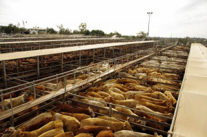 cattle yard jpg