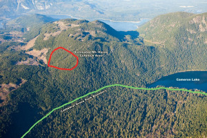 ... huge ancient trees - up above trees just like them are being cut down