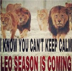Leo season is coming!! Shits gonna hit the fan soon! Haha Leo quote ...