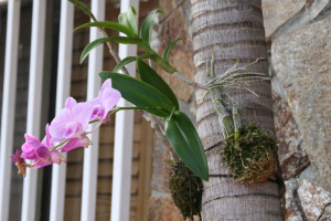 Mounted Dendrobium orchids on my Palm Trees in Bloom