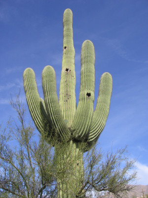The Great Saguaro of the Sonoran Desert