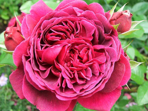 Rose Shakespeare http://www.mooseyscountrygarden.com/garden-journal-07 ...