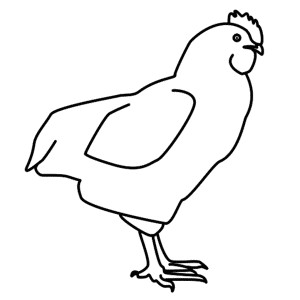 How Draw Cartoon Chickens...