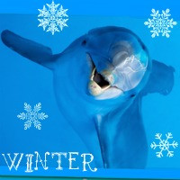 Winter-Icon-dolphin-tales-winter-the-dolphin-25544768-200-200.jpg