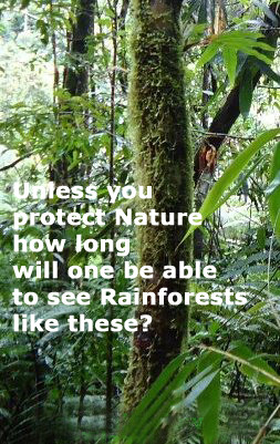 ... Nature, how long will one be able to see Rainforests like these