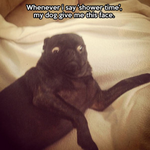 funny pictures shower time dog face wanna joke.com