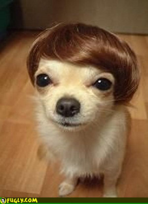 Funny dog wig, dog wig, dog wig images, photo of dog wig