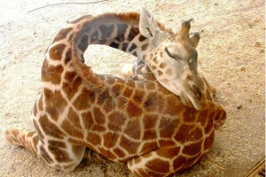 How Does a Baby Giraffe Sleep?